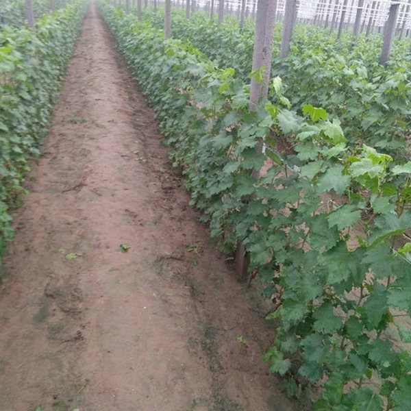 Grape Seedlings