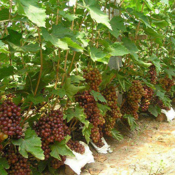 Grape seedling (5)