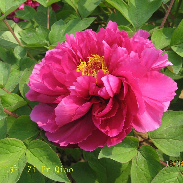 image007 image007